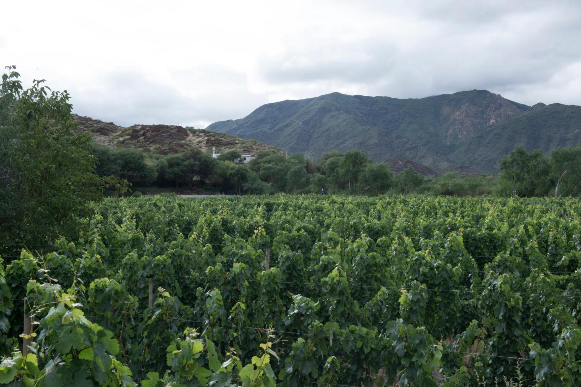 Hospedaje Finca La Encantada Seclantás Buitenkant foto